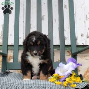 Catherine, Bernedoodle Puppy
